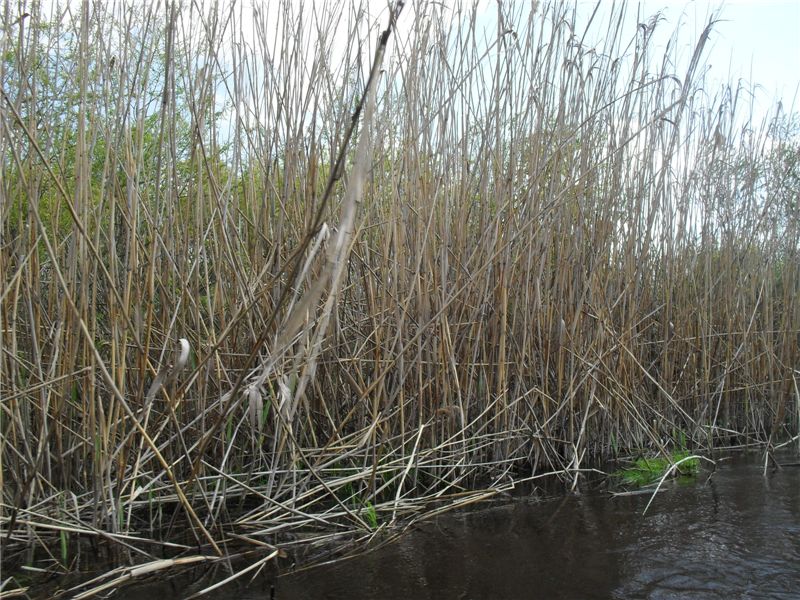 russian bamboo